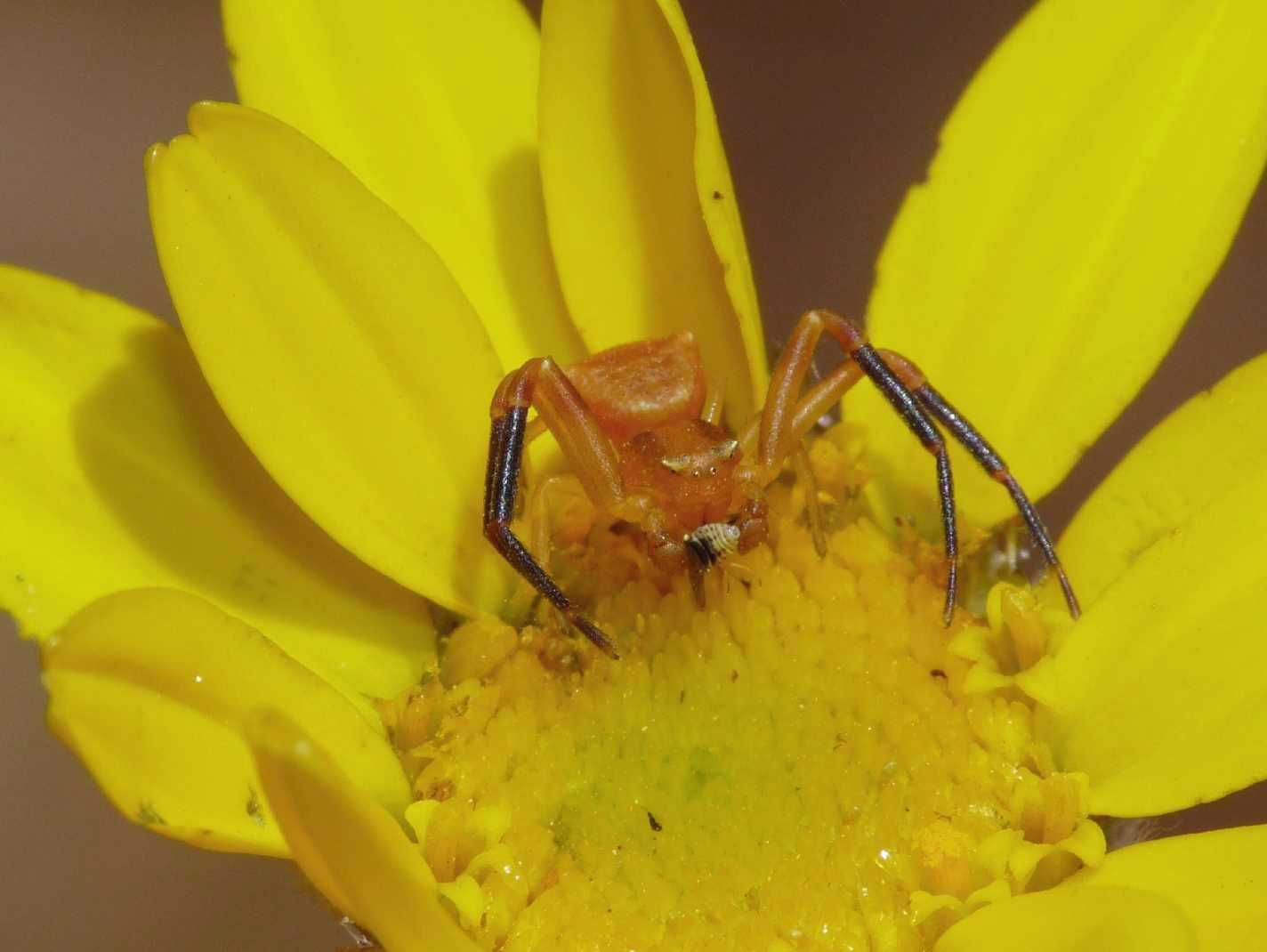 Thomisus onustus